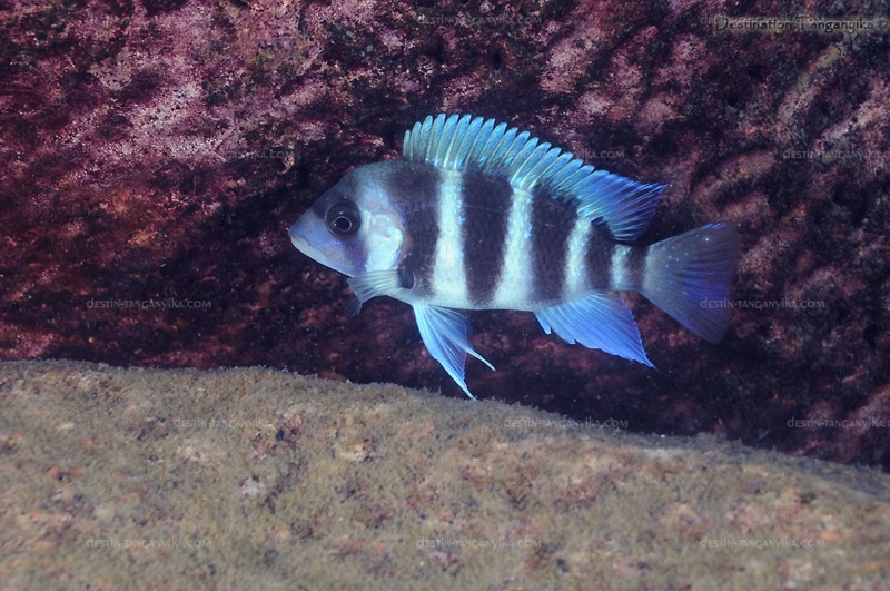 Cyphotilapia gibberosa 'Mvuna Island'